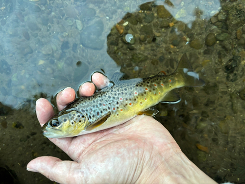 ブラウントラウトの釣果