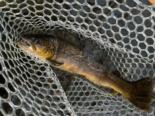 ブラウントラウトの釣果