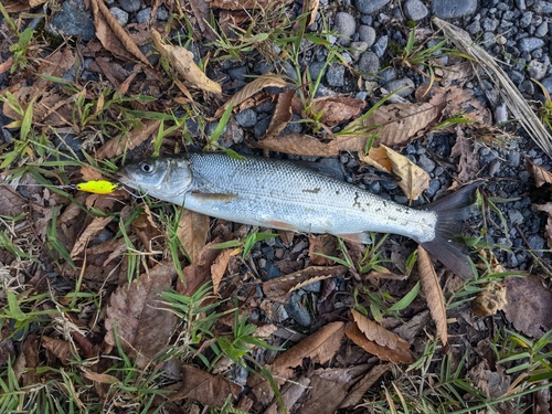 ウグイの釣果