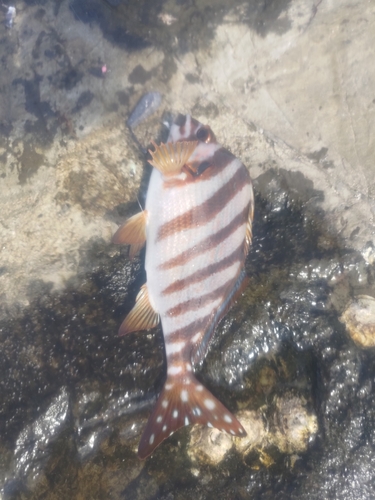 タカノハダイの釣果