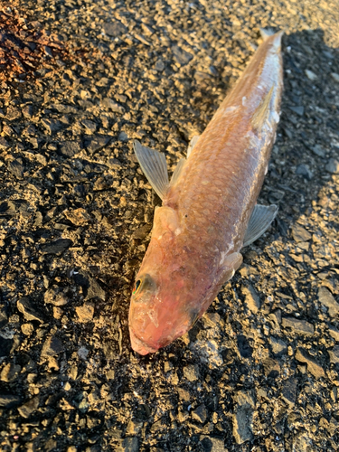 エソの釣果