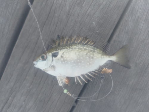 アイゴの釣果