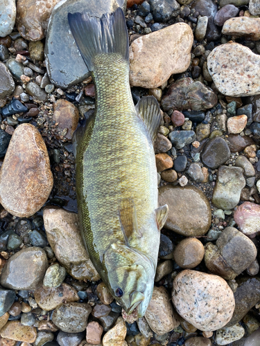 スモールマウスバスの釣果