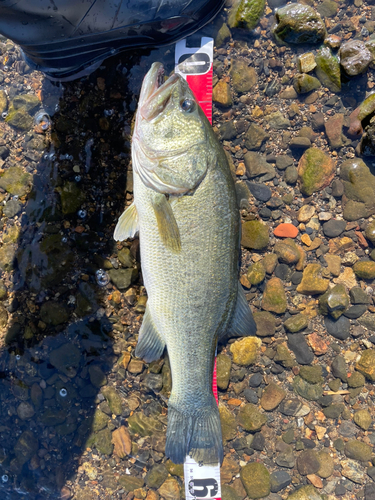 ブラックバスの釣果