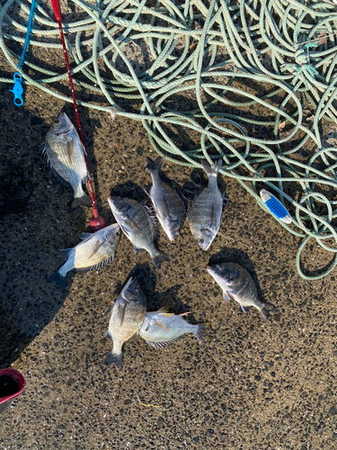 メイタの釣果