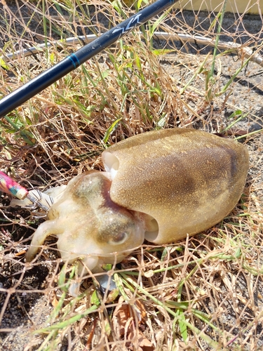 コウイカの釣果