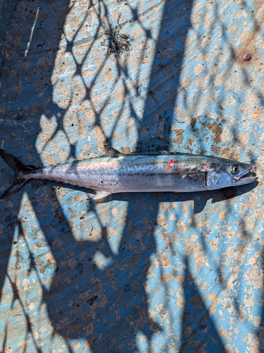 サゴシの釣果