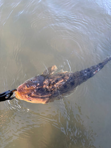 マゴチの釣果