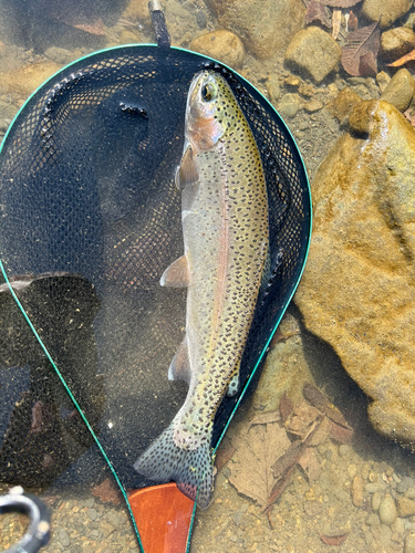 ニジマスの釣果