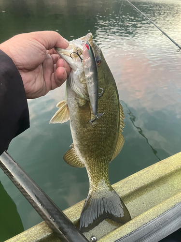 スモールマウスバスの釣果