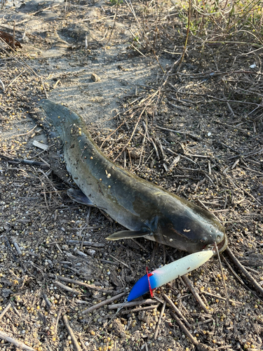 ナマズの釣果