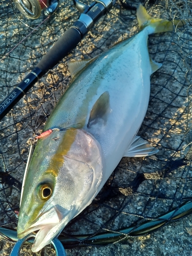 ハマチの釣果