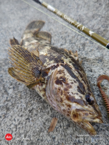 ベッコウゾイの釣果