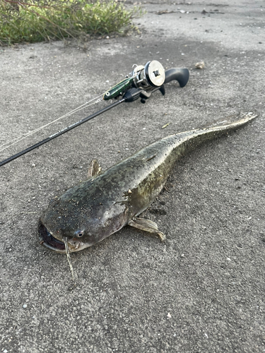 ナマズの釣果