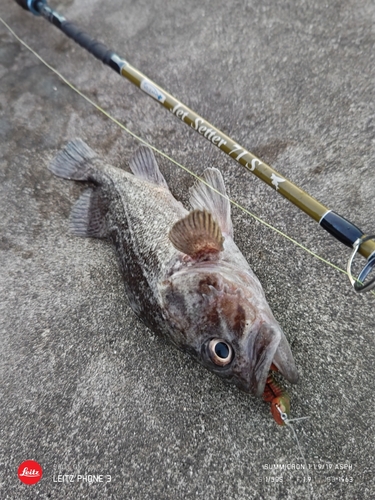 クロソイの釣果