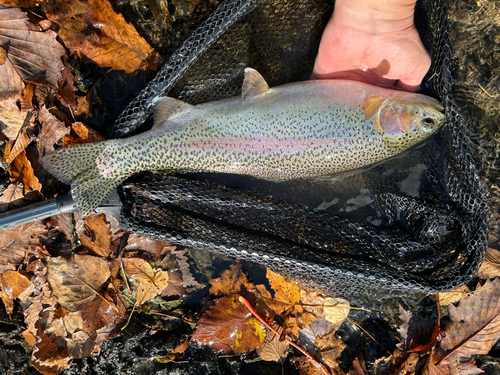 ニジマスの釣果