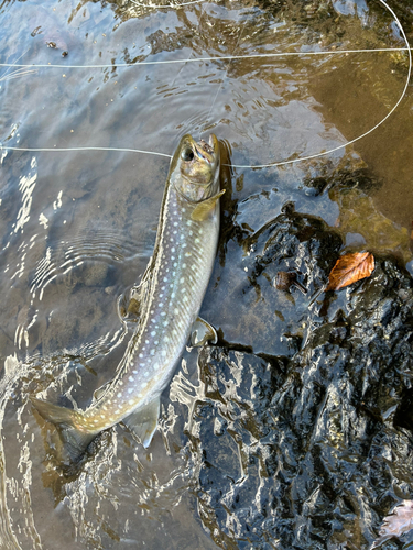 アメマスの釣果