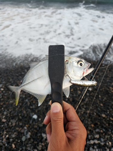 メッキの釣果