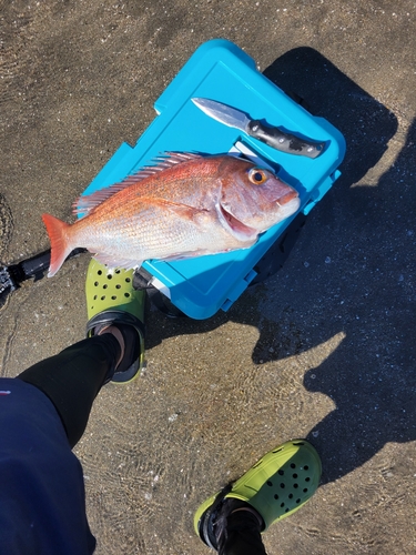 タイの釣果