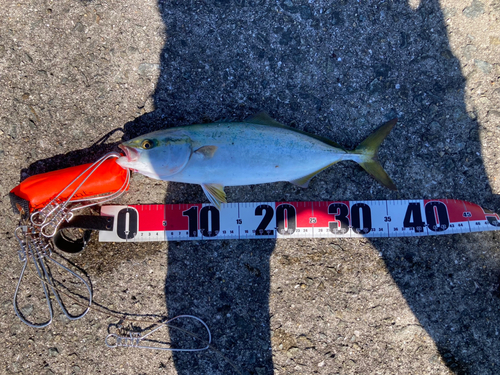 ツバスの釣果