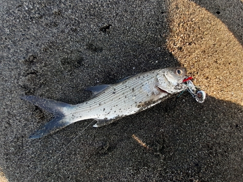 ツバメコノシロの釣果