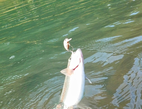 ニジマスの釣果