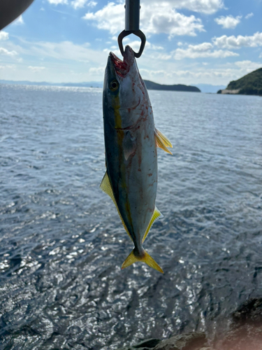 ハマチの釣果