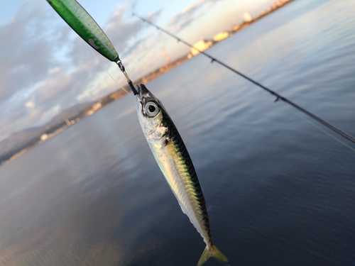 サバの釣果