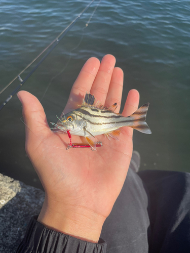 コトヒキの釣果