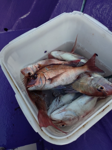 マダイの釣果