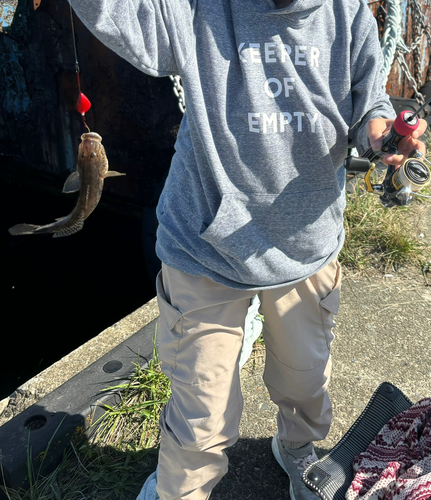 ハゼの釣果