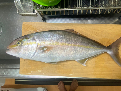 カンパチの釣果