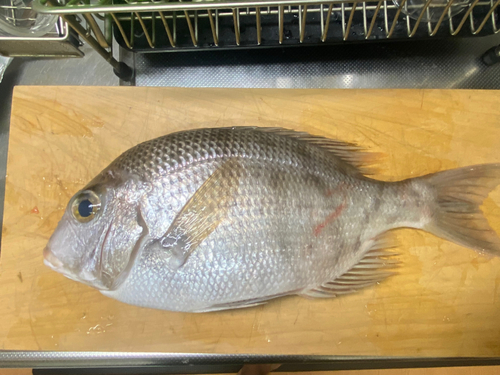 メイチダイの釣果