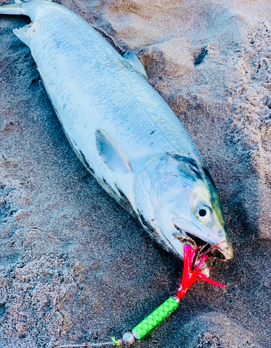 サケの釣果