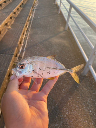 メッキの釣果