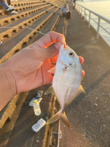 メッキの釣果