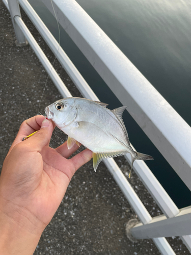 メッキの釣果