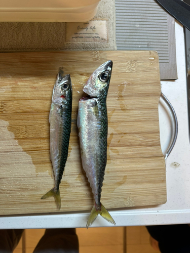 サバの釣果