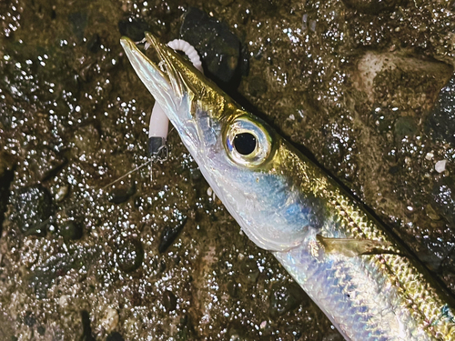 カマスの釣果