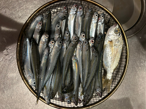 イワシの釣果