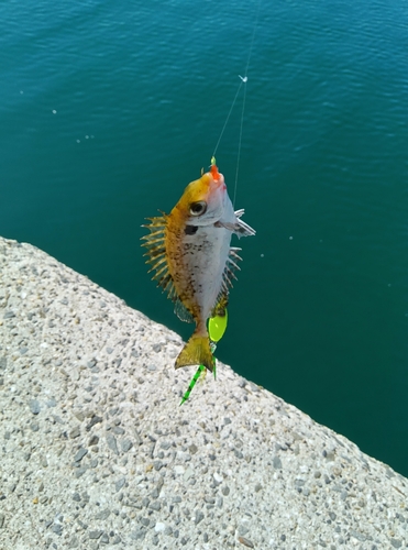 アイゴの釣果