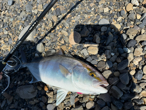 ショゴの釣果