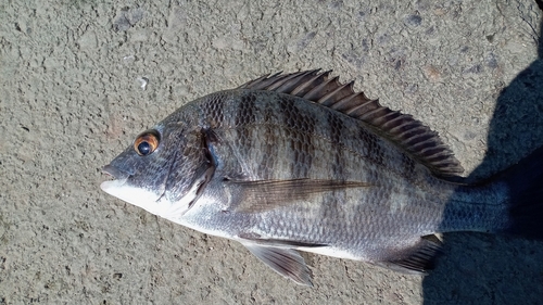 クロダイの釣果