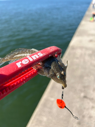 メゴチの釣果