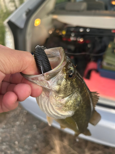 ブラックバスの釣果