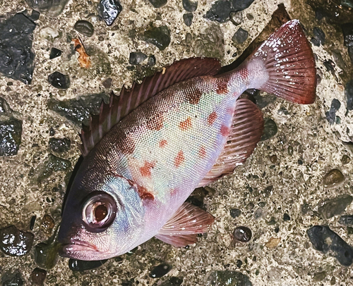 キントキダイの釣果