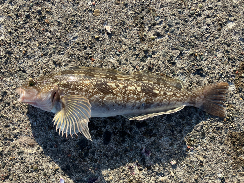 アイナメの釣果