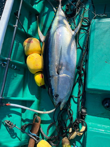 キハダマグロの釣果