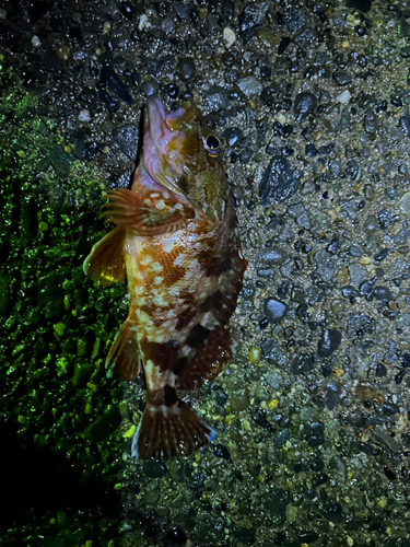 カサゴの釣果