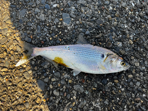 コノシロの釣果